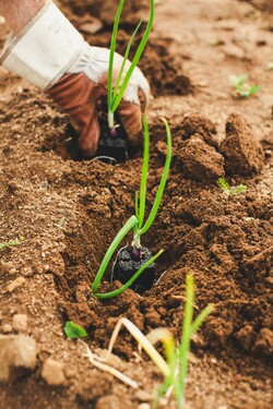 someone planting green onions